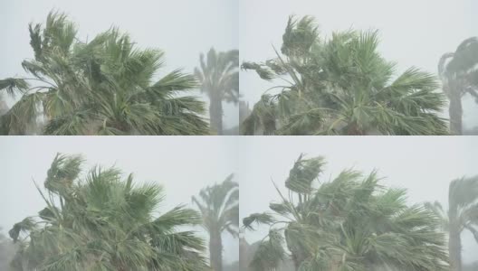 棕榈树在热带风暴的强风中摇曳。飓风暴雨。强热带风暴高清在线视频素材下载