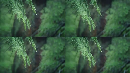 在森林降雨中滴水的树枝高清在线视频素材下载