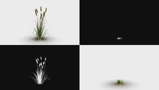 花生长在一个白色工作室的3d渲染阿尔法马特动画高清在线视频素材下载