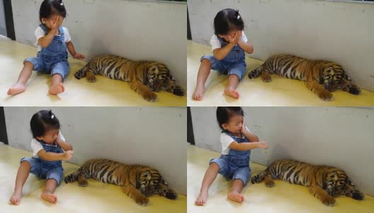 亚洲可爱的小女孩享受与小老虎。高清在线视频素材下载