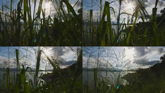 慢镜头景观:香港大美督的植物与景观高清在线视频素材下载