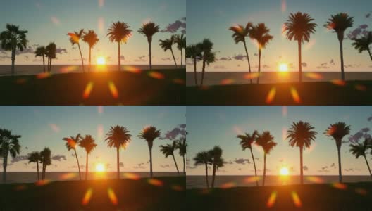 日落海滩上的棕榈树高清在线视频素材下载