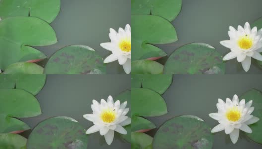 Beautiful white water lily in the pond.高清在线视频素材下载