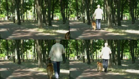 视障人士带着导盲犬在公园散步，牵着安全带感觉安全高清在线视频素材下载