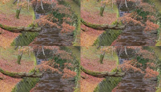 4k美丽的日本秋色高清在线视频素材下载