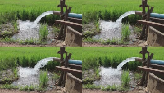 水流下来滋养稻苗。高清在线视频素材下载