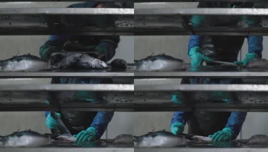 鱼被放到现代鱼类工厂的运输船上。渔场工厂。清洁海鱼用蓝色防护手套，刀，手工，鱼工厂高清在线视频素材下载