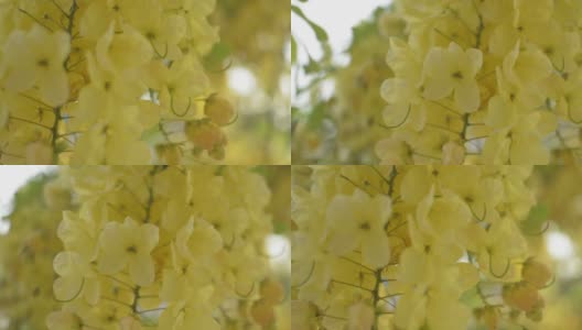 近距离观察印度金莲花或金雨花在夏天盛开在树上。一束热带黄花在树枝上摇曳。高清在线视频素材下载