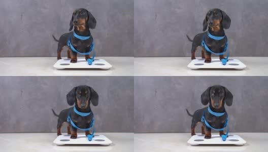 有趣的运动腊肠小狗裹着柔软的尺子，做出身体体积的控制，站在磅秤上称自己的体重高清在线视频素材下载