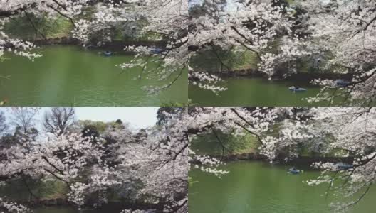 樱花盛开在千代田区九段市，东京高清在线视频素材下载