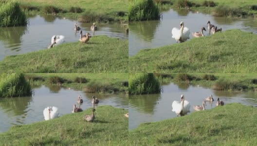 在萨福克萨德伯里的斯图尔河水草地上，一群天鹅在游泳或划桨高清在线视频素材下载