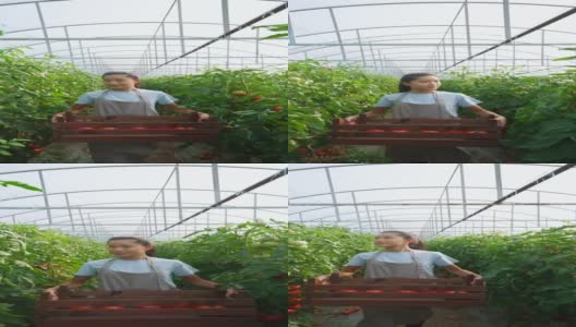 清早在番茄温室工作的女农民。高清在线视频素材下载