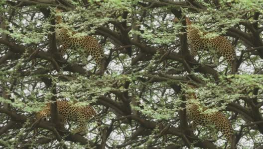 近距离拍摄野生雄性豹或豹爬在树上在户外丛林狩猎在印度中部的森林- panthera pardus fusca高清在线视频素材下载