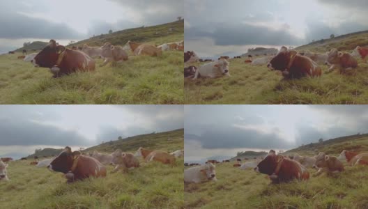 阿尔卑斯奶牛在牧场上吃草高清在线视频素材下载