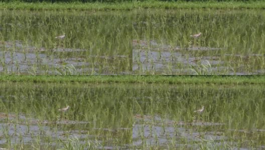 在稻田里寻找食物的鸟儿。田野里鸟类的高清视频。鸟类在巴厘岛稻田里行走的镜头高清在线视频素材下载