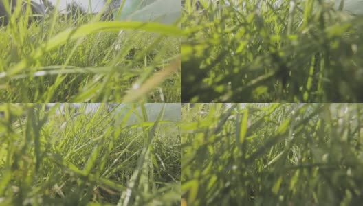 镜头穿过草地，绿色的草地特写。草地上的运动特写高清在线视频素材下载