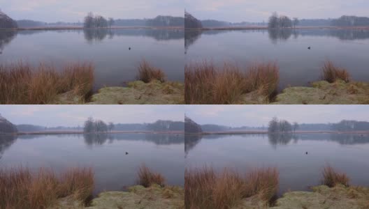 清晨，英国伦敦里士满公园里，野鸭在池塘上游泳。——广角镜头高清在线视频素材下载