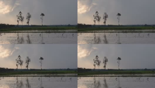 雨中稻田里的鸟高清在线视频素材下载