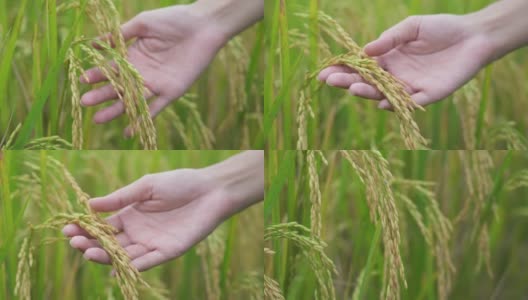 在泰国，抚摸成熟水稻植株的女性手。高清在线视频素材下载