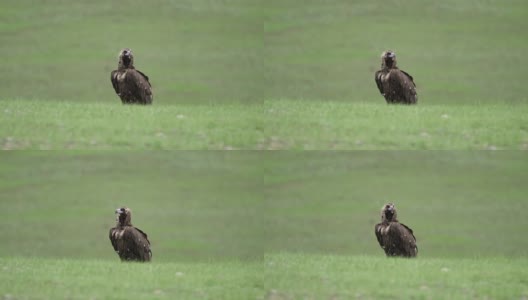 自由野生秃鹫在绿色草地高清在线视频素材下载