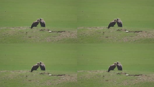 野生秃鹰在自然环境中的栖息地高清在线视频素材下载