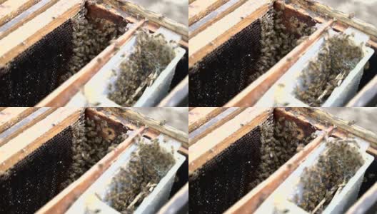 养蜂人从蜂箱中提取蜂蜜高清在线视频素材下载