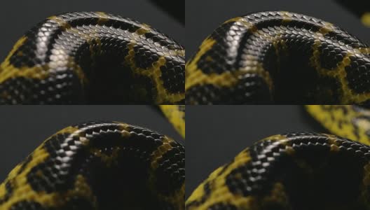 近距离拍摄蟒蛇的蛇皮高清在线视频素材下载