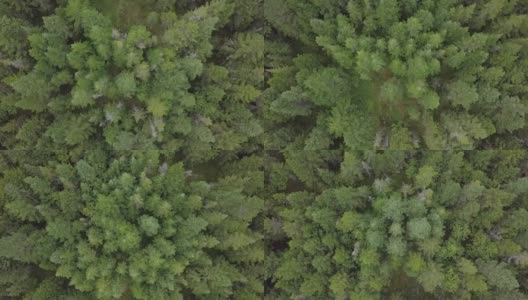 夏季北方自然森林鸟瞰图高清在线视频素材下载