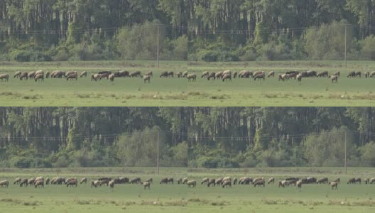 草地上的羊高清在线视频素材下载
