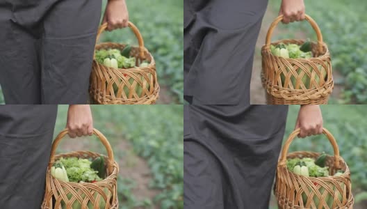 一个农民带着一个装着有机蔬菜的篮子在田里散步高清在线视频素材下载