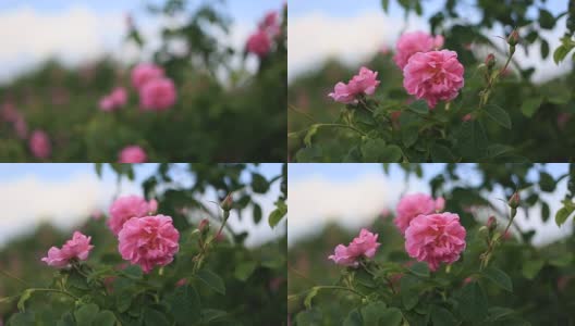 Pink rose damascena close up高清在线视频素材下载