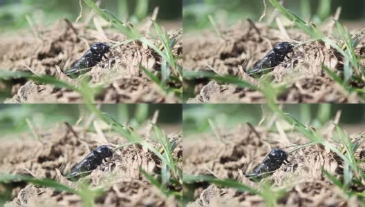黑小野生昆虫吃草高清在线视频素材下载