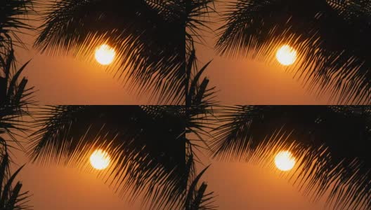 令人惊叹的美丽的红色日落大太阳在棕榈叶的背景高清在线视频素材下载