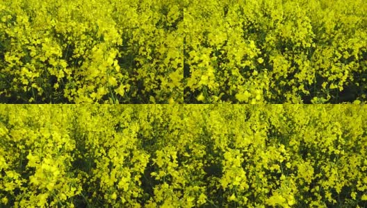 黄色的油菜花田在阳光灿烂的日子。高清在线视频素材下载
