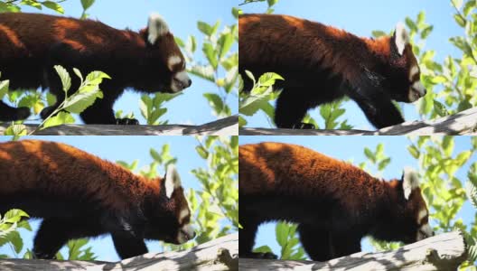 小熊猫在树上走的慢镜头高清在线视频素材下载