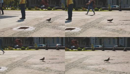 在市中心广场上寻找食物的鸽子，路过的人们，城市里阳光灿烂的日子高清在线视频素材下载