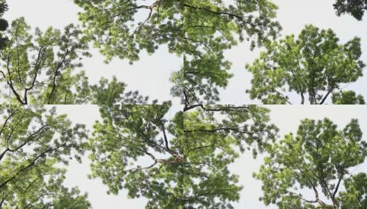 春树的树冠高清在线视频素材下载