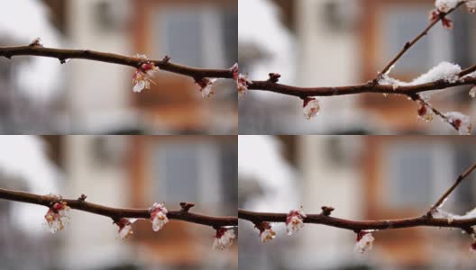 果树枝头绽放着春雪。电影替身拍摄高清在线视频素材下载