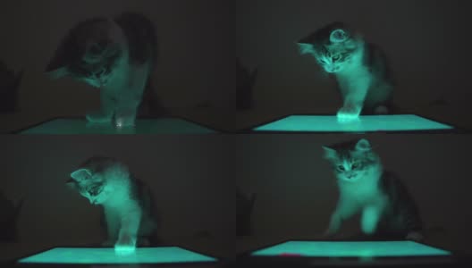 小猫在晚上玩平板电脑高清在线视频素材下载