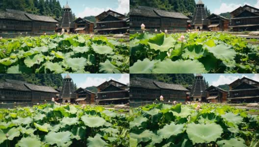 中国贵州黄冈洞村的荷塘高清在线视频素材下载