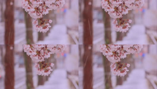 雪中，樱桃树在风中摇曳高清在线视频素材下载