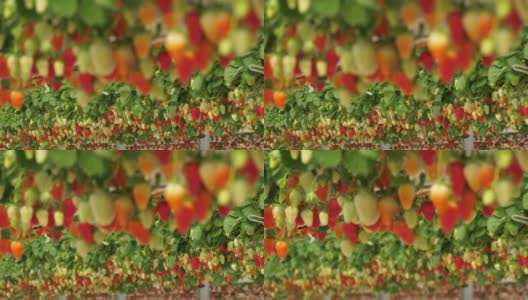 法国南部温室下生长的草莓。高清在线视频素材下载