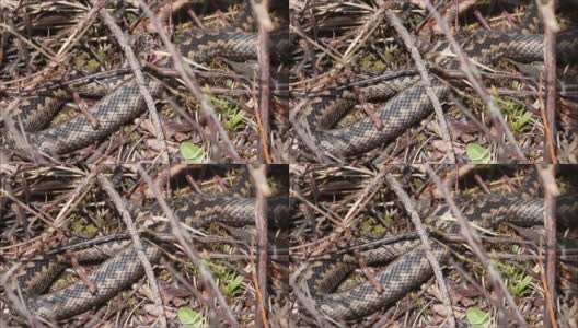 普通的欧洲蝰蛇也被称为欧洲蝰蛇，在阳光明媚的春天打哈欠高清在线视频素材下载
