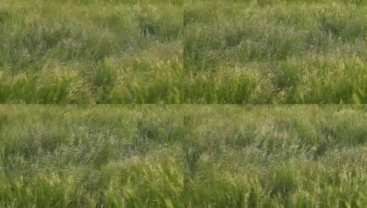 田野上碧绿的小草在阵阵寒风中摇曳。高清在线视频素材下载