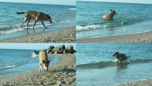一只漂亮的狗在海里游泳。狗在假期里在水里游泳。高清在线视频素材下载