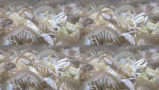 螳螂虾在水产市场的鱼缸里游泳高清在线视频素材下载