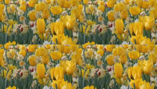 春天花园里盛开着美丽的黄色郁金香和水仙花。高清在线视频素材下载