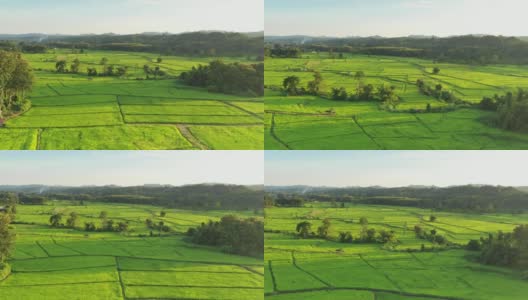 在一个美丽的山谷里，鸟瞰一大片稻田。泰国北部农业区高清在线视频素材下载