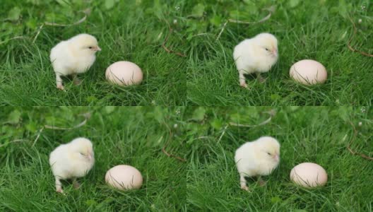 毛茸茸的小鸡坐在鸡蛋旁边的绿色草地上。高清在线视频素材下载