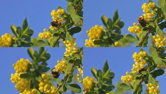 在蓝天背景下的花园里，大毛熊蜂正在为黄花小檗授粉。大自然在春天。高清在线视频素材下载